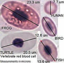 Maybe you would like to learn more about one of these? Blood Wikipedia