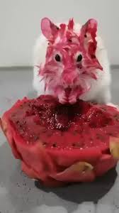 Ты следующий  webm :: гифки :: крыса - JoyReactor