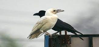 تفسير رؤية الغراب في المنام بالتفصيل animals crow bird