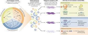 Check spelling or type a new query. Rna Delivery By Extracellular Vesicles In Mammalian Cells And Its Applications Nature Reviews Molecular Cell Biology