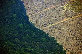 Make some fireworks and have a firework display whenever you complete something. It S Officially Now The Worst Ever August For Amazon Deforestation New Scientist
