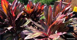 Learn Cordyline Fruticosa Growing And Care Plantcaretoday