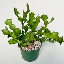 Image result for Euphorbia jubata