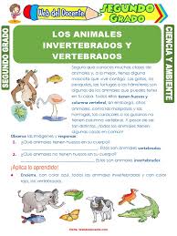 Si queremos visualizar la catástrofe que la nutrición causa en las finanzas de un país, basta ver el estudio de la comisión económica para américa latina y el caribe (cepal) y el fondo de las naciones unidas para la infancia (unicef), donde detallan que entre 1960 y 2000, medio millón de niños murió por factores asociados a la. Los Animales Invertebrados Y Vertebrados Para Segundo Grado De Primaria Aves Naturaleza