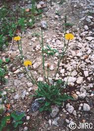 Image result for Hypochaeris radicata