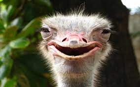It is the old story of the camel's head in the tent. Do Ostriches Really Bury Their Heads In The Sand Wonderopolis