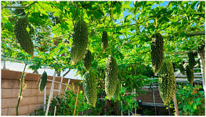 Image result for Momordica sp. A