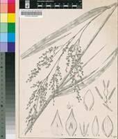 Image result for Panicum coloratum