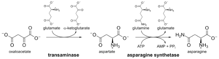 H, i, l, k, m, f, t, w, v). Asparagine Wikipedia