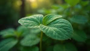 Image result for Tinospora tenera