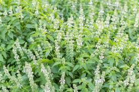 Image result for Ocimum americanum