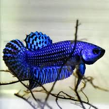 Pin On Betta Other