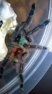 Notice it steely blue coloration. Caribena Versicolor The Martinique Pinktoe Husbandry Notes Tom S Big Spiders