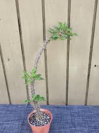 Image result for Euphorbia didiereoides