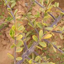 Image result for Maerua parvifolia