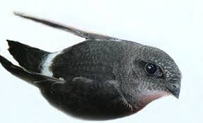 Результат пошуку зображень за запитом "стриж"