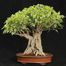Sacred Fig Seeds Ficus Religiosa Ficus Bonsai Ficus Indoor Bonsai Tree