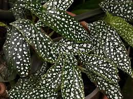 Repotting my new begonia maculata (polka dot plant, silver spot, angel wings plant. Plantfiles Pictures Begonia Cane Begonia Angel Wing Begonia White Ice Begonia By Kell