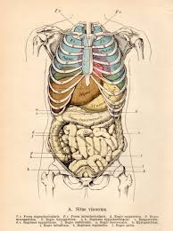 34+ listes de stomach ribs lungs picture! 1901 Anatomy Antique Print Vintage Lithograph Situs Viscerum Human Organs Diagram Abdomen Human Body Heart Lungs Intestine Stomach Arte De Anatomia Humana Arte De Anatomia Ilustracion Medica