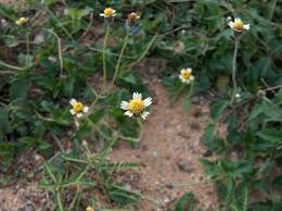Image result for Tridax
