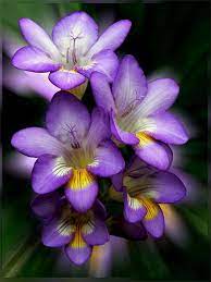 Pin On Flowers Plants