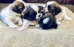 Find a shih tzu puppy from reputable breeders near you and nationwide. North Texas Shih Tzu Home Facebook