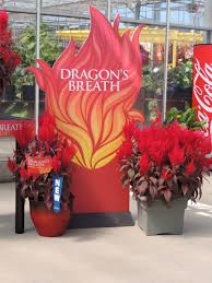 Interesting New Celosia Dragons Breath Dragons Breath Plant Dragon Garden Dragons Breath