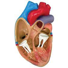The av node has very large erp period thus cannot be. 3 Mini Heart Model Set 1019530 W33365 2550 Anatomical Models Anatomy Teaching Models Heart And Circulatory System Models