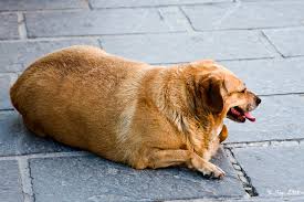 See more ideas about fat dogs, dogs, fat animals. Fat Dog Small But Valuable