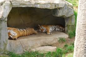 Sleeping Tigers In Den Two Tigers Are Asleep In Their Den Under Rocks Cave Sponsored Den Tigers Sleeping Tigers Ro Sleeping Tiger Animals Tiger