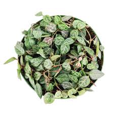 Image result for Ceropegia speciosa