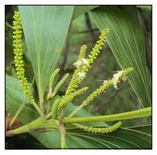 Image result for Acacia mangium
