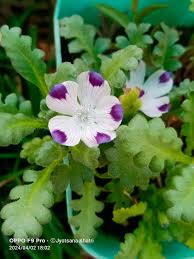 Image result for Cleome maculata
