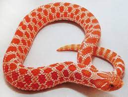 10 Stunning Western Hognose Snake Morphs - Reptileworldfacts Hognose Snake Western Hognose Snake Snake