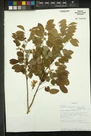 Image result for Millettia usaramensis