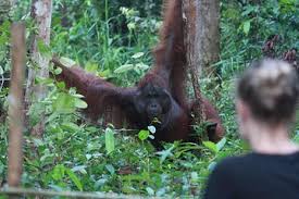 Inside the dense and often unexplored rain forests live elephants, deer, tigers, primates and several other types of plants, insects and birds. The Top 10 Indonesia Wildlife Watching W Prices