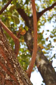 Image result for Terminalia phanerophlebia