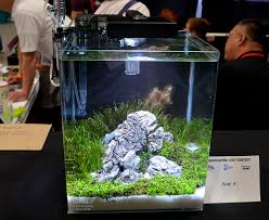 This aquascaping beginner guide will teach you how to do it. Aquascape Ideas Aquascaping Small Aquarium