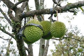 Tanaman buah adalah tanaman yang bisa menghasilkan buah yang dikonsumsi atau digunakan oleh manusia dan beberapa hewan. Tiga Jenis Komoditas Tanaman Buah Paling Menguntungkan Untuk Bisnis Artikel Pertanian Terbaru Berita Pertanian Terbaru