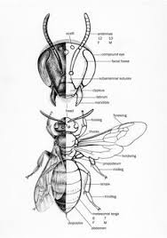 Butiner means steal of flowers this is how bees harvest from nature propolis, nectar, pollen and honeydew. 18 Orchid Bees Ideas Bee Insects Entomology