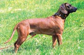 Bayerischer gebirgsschweißhund (2) beagle (5) beauceron (2) bedlington terrier (1) belgischer schäferhund (11) berner sennenhund (10) bernhardiner (3) bichon frisé (9) biewer yorkshire terrier (6) black and tan coonhound (4) bloodhound (1) bobtail (1) boerboel (2) bolonka zwetna (10) bordeauxdogge (1) border collie (15) border terrier (2. Bayerischer Gebirgsschweisshund Rasse Portrat Der Spezialist Wild Und Hund