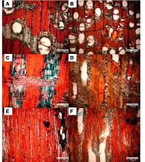 Image result for Icuria