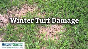 The establishment of your new sod lawn is easy. Winter Turf Damage How Cold Temperatures Affected Lawns