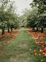 Apple Picking At Clive S Fruit Farm Hannah Drake Orchard Garden Apple Garden Orchard
