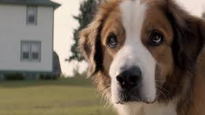 A Dog S Purpose Is Supposed To Be A Film For Dog Lovers But It S Criticism After A On Set Clip Surfaced In 2020 A Dogs Purpose A Dogs Purpose Movie Dogs