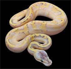 Enchi Pastel Pumpkin Champagne Ball Python Ball Python Morphs Ball Python Cute Reptiles