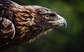 Customize your desktop, mobile phone and tablet with our wide variety of cool and interesting eagles wallpapers in just a few clicks! 58 Eagle Wallpapers On Wallpaperbig