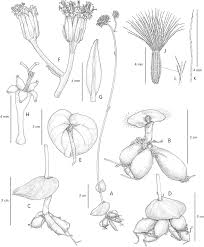 Image result for Emilia jeffreyana