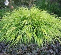Aureola Japanese Forest Grass Shade Plants Perennial Grasses Hakone Grass