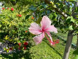 Image result for Hibiscus schinzii